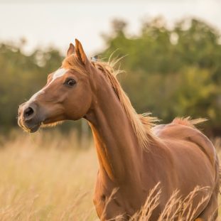brown horse standing near grass