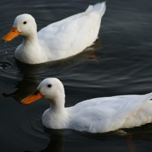 two white ducks on calm body of water